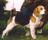 Charlie Blyskavica