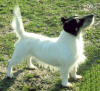 Xinderelle Zona Bulls